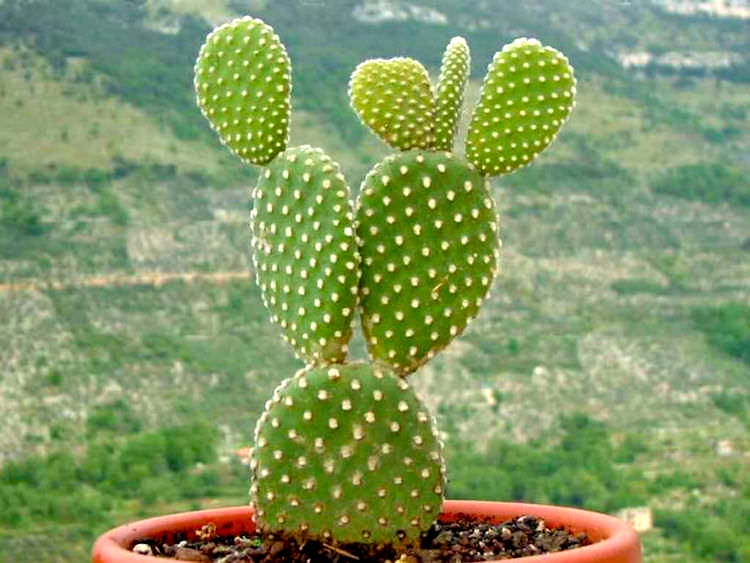 bunny ears | Arnold Zwicky's Blog