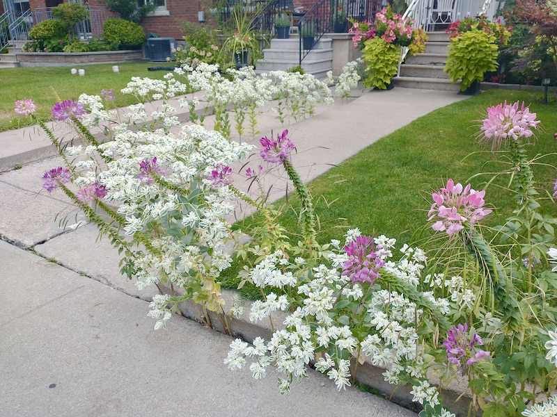 Growing boldly where no flowers had grown before Arnold Zwicky's Blog