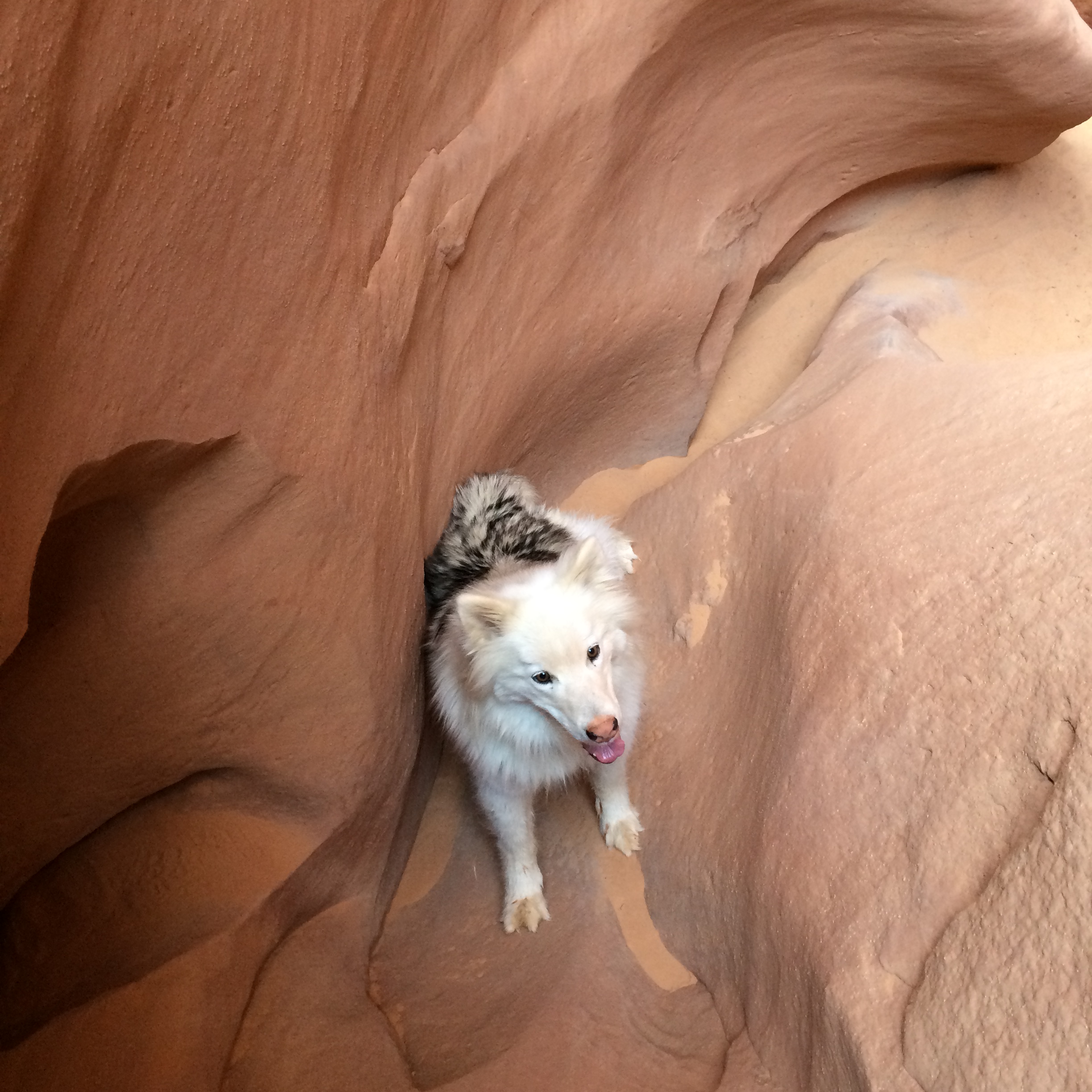 Fluffy Dog negotiating the slots like a pro.