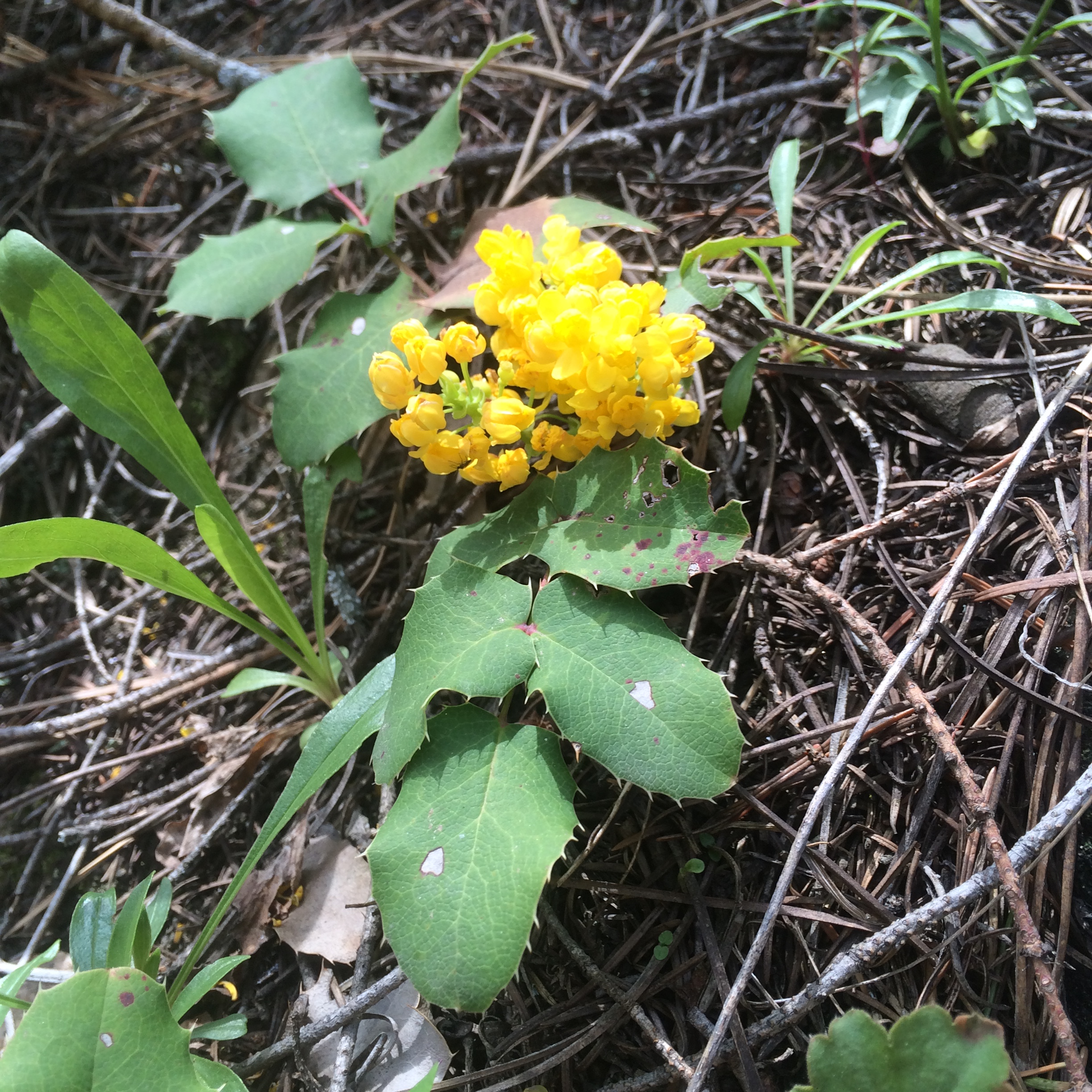 Oregon Grape