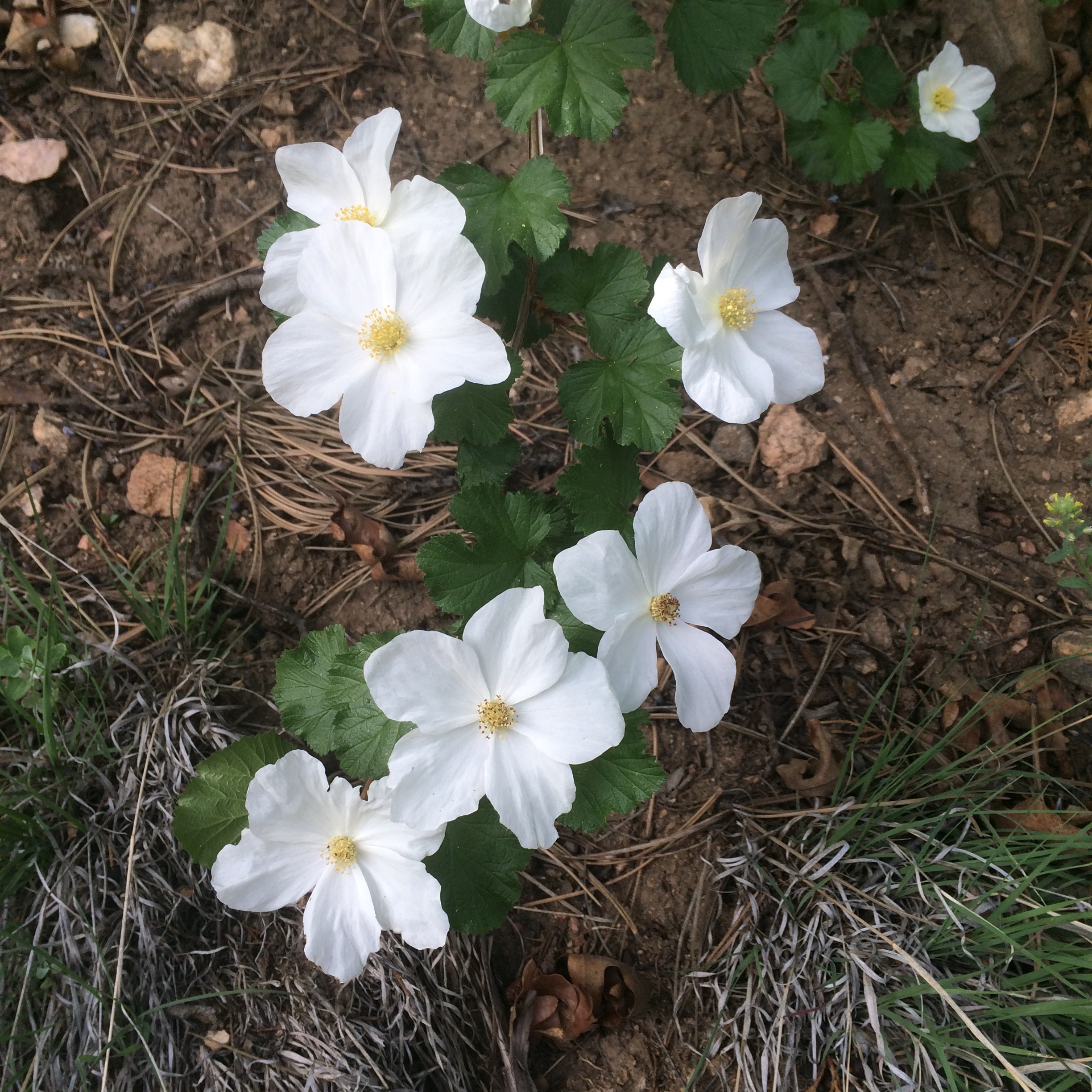 Future Thimbleberries