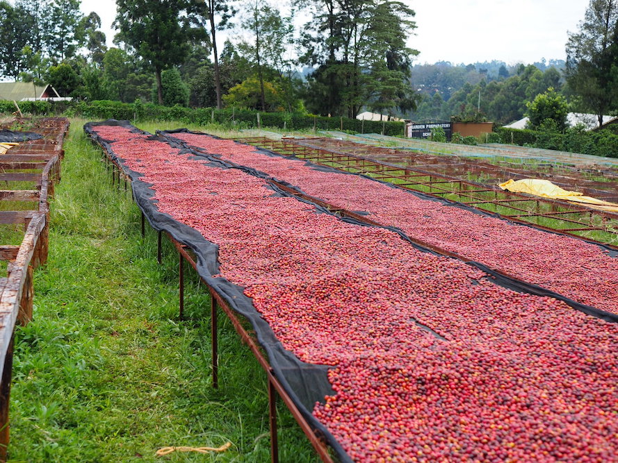 【蜜柚、青蘋果、洋甘菊】肯亞 祈安布 凱瑞嘉︱水洗豆 (200g)