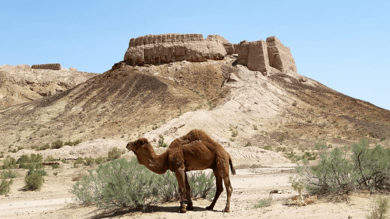 Adventure to the Aral Sea in Karakalpakstan — off-road safari across Ustyurt plateau with camping in yurts under desert skies Приключение на Аральское море в Каракалпакстане — сафари по плато Устюрт на внедорожнике с ночёвкой в юртах под звёздным небом пустыни