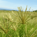 vs_fourrageres_kikuyu_03