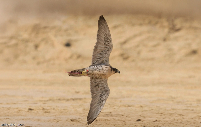 كأس الصقور.. الهواة يتنافسون في 6 أشواط