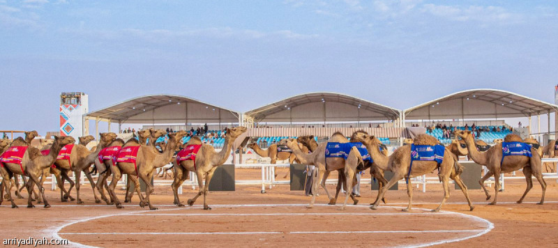 مهرجان الإبل.. الرشيدي يتزعم تحدي الطبع