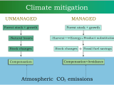 Forest Management And Climate Mitigation