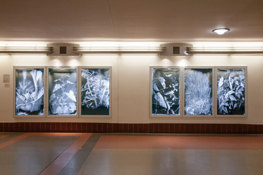 Joyce Campbell, Divining Los Angeles Landscapes: Woodlands to Watersheds