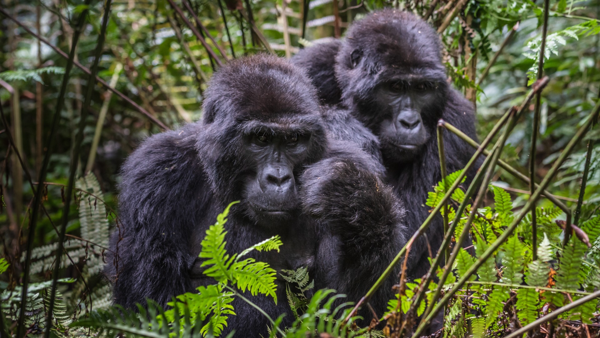 Gabon