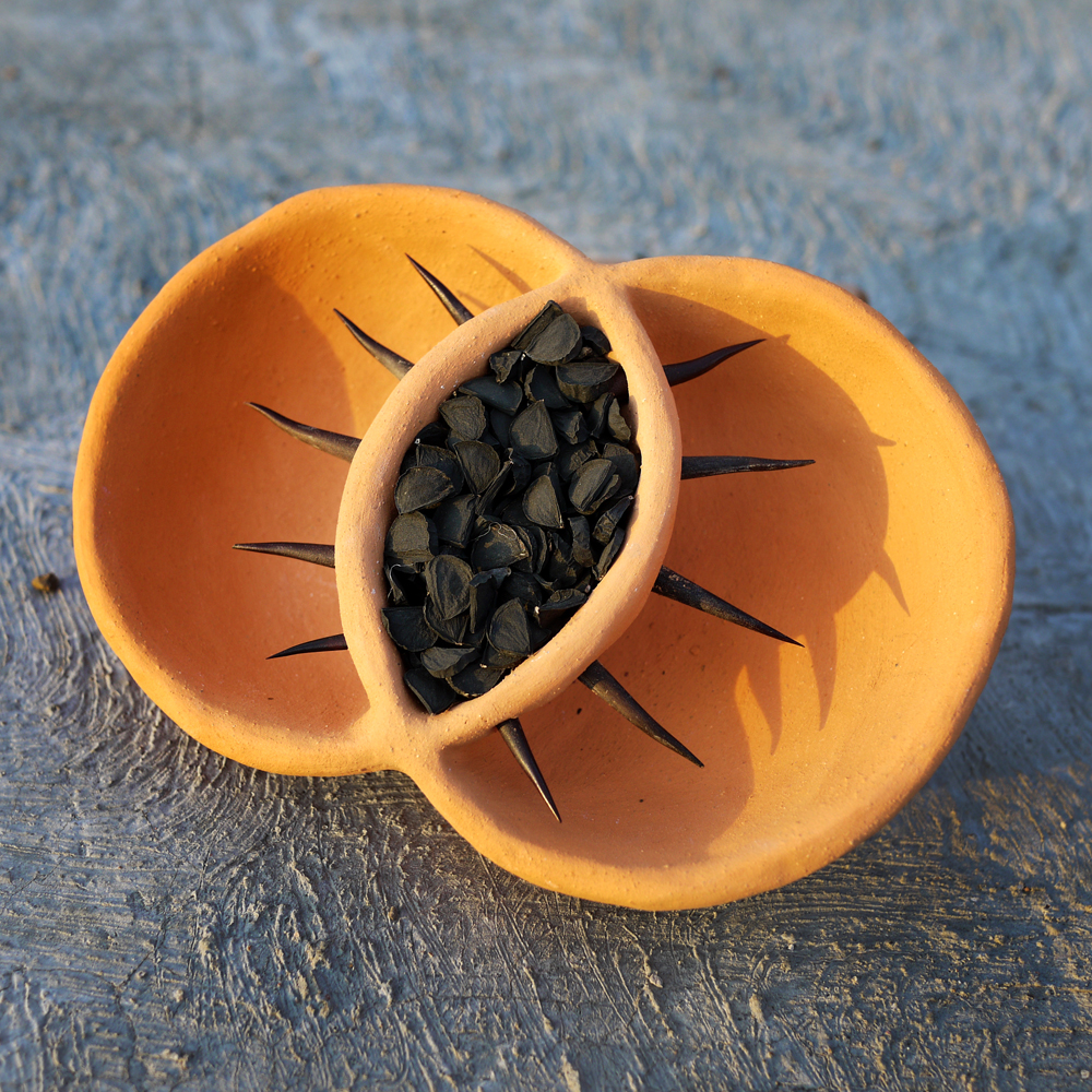 Red clay, agave thorns & yucca seeds