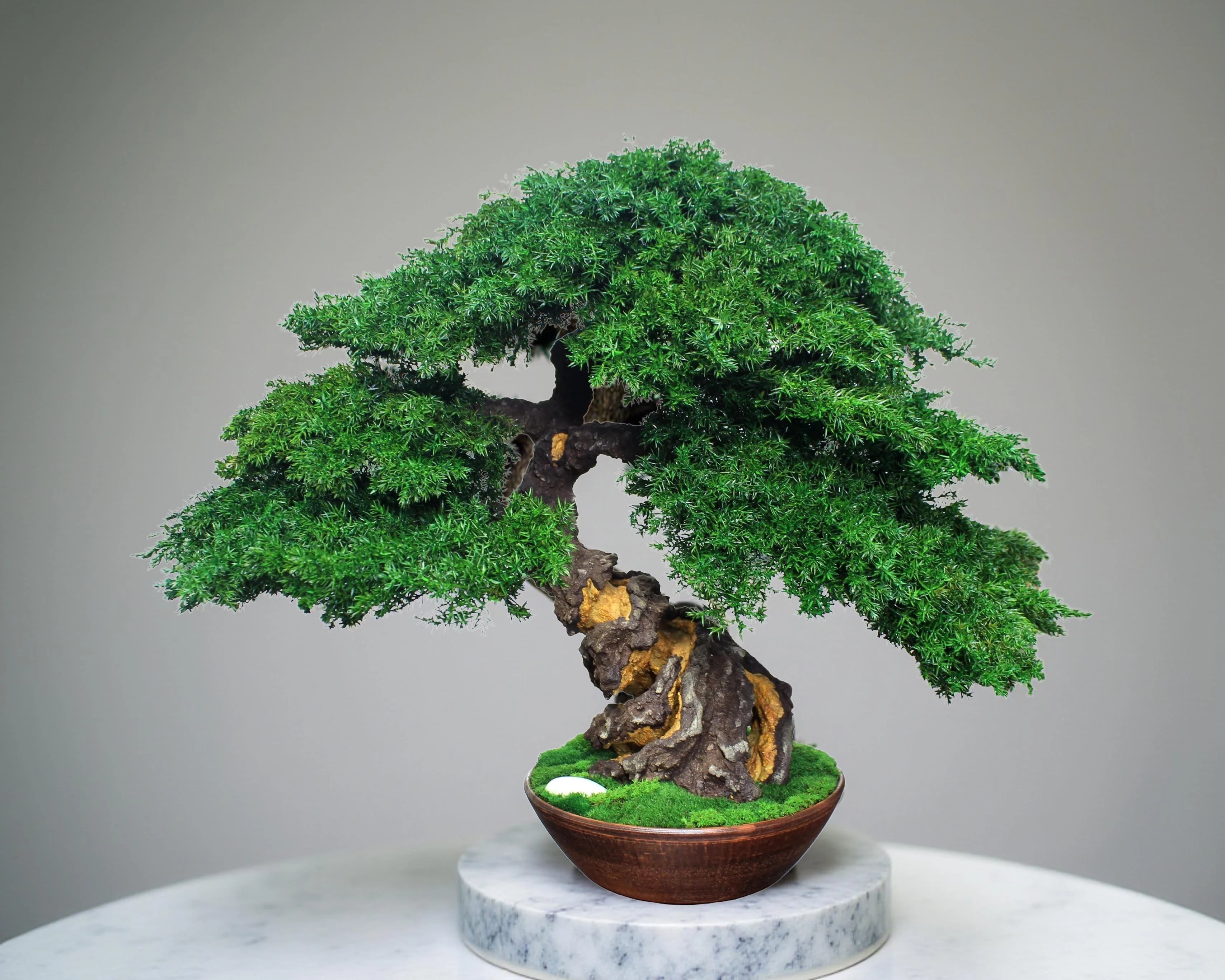 Juniper preserved bonsai tree 38 cm handmade decor