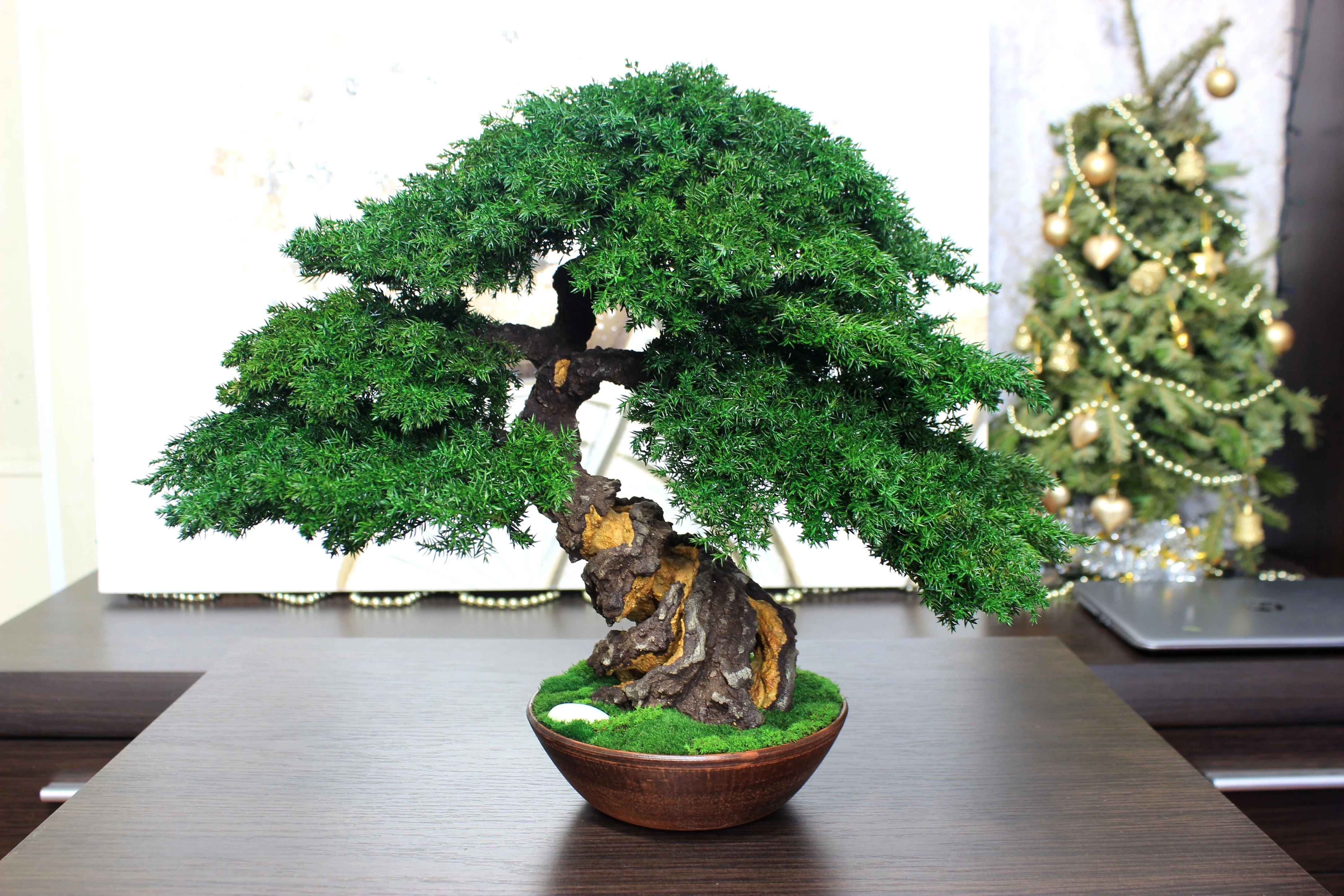 Juniper preserved bonsai tree 38 cm handmade