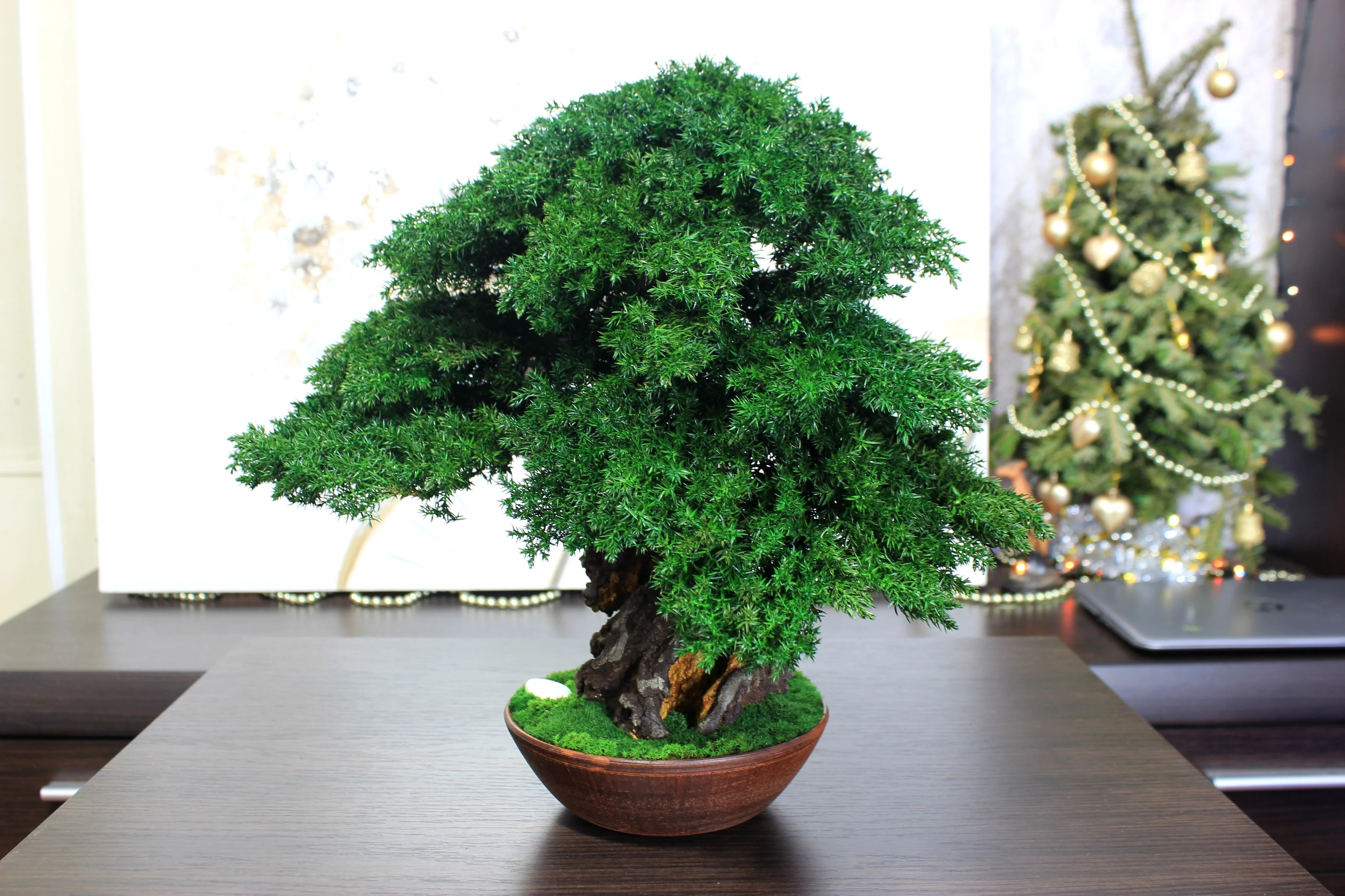 Juniper preserved bonsai tree side angle