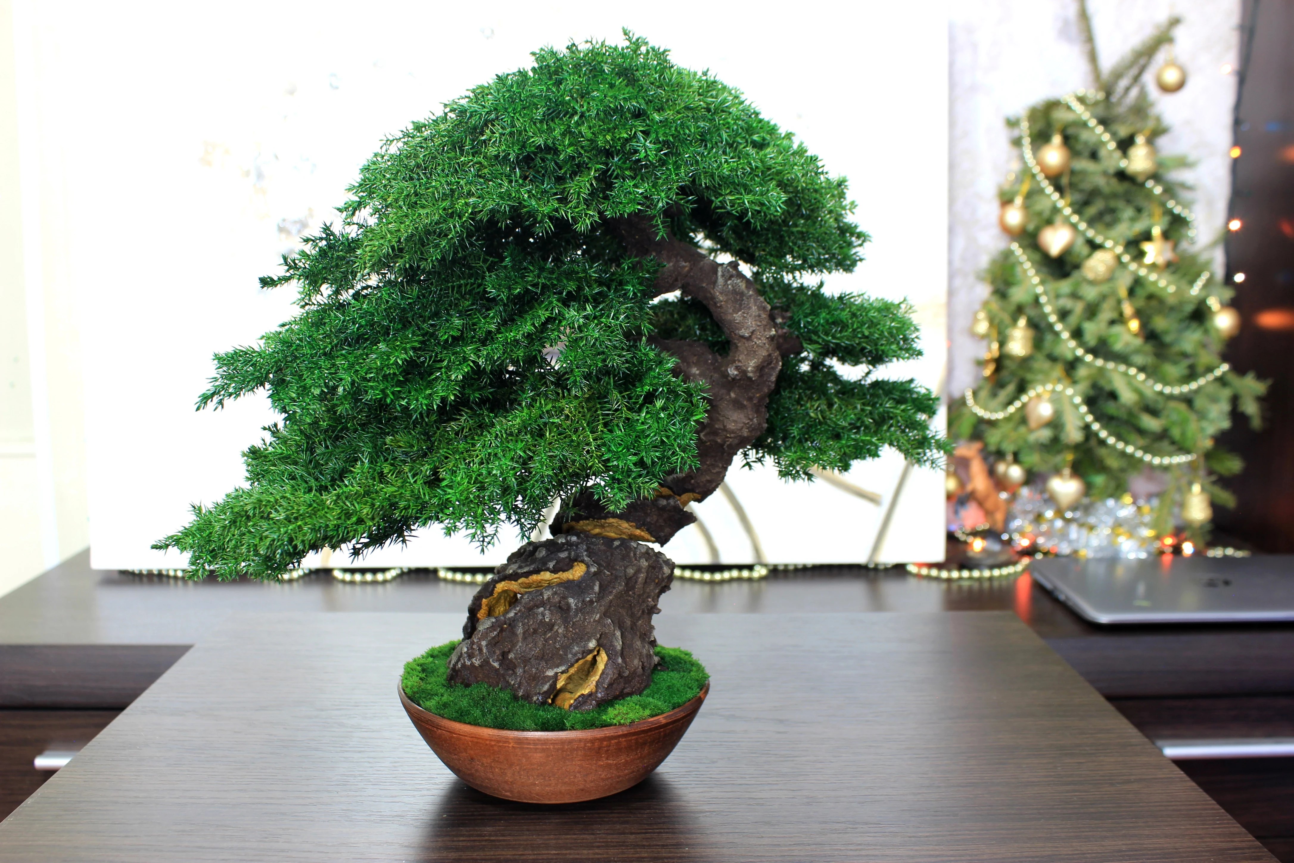 Juniper preserved bonsai tree side angle