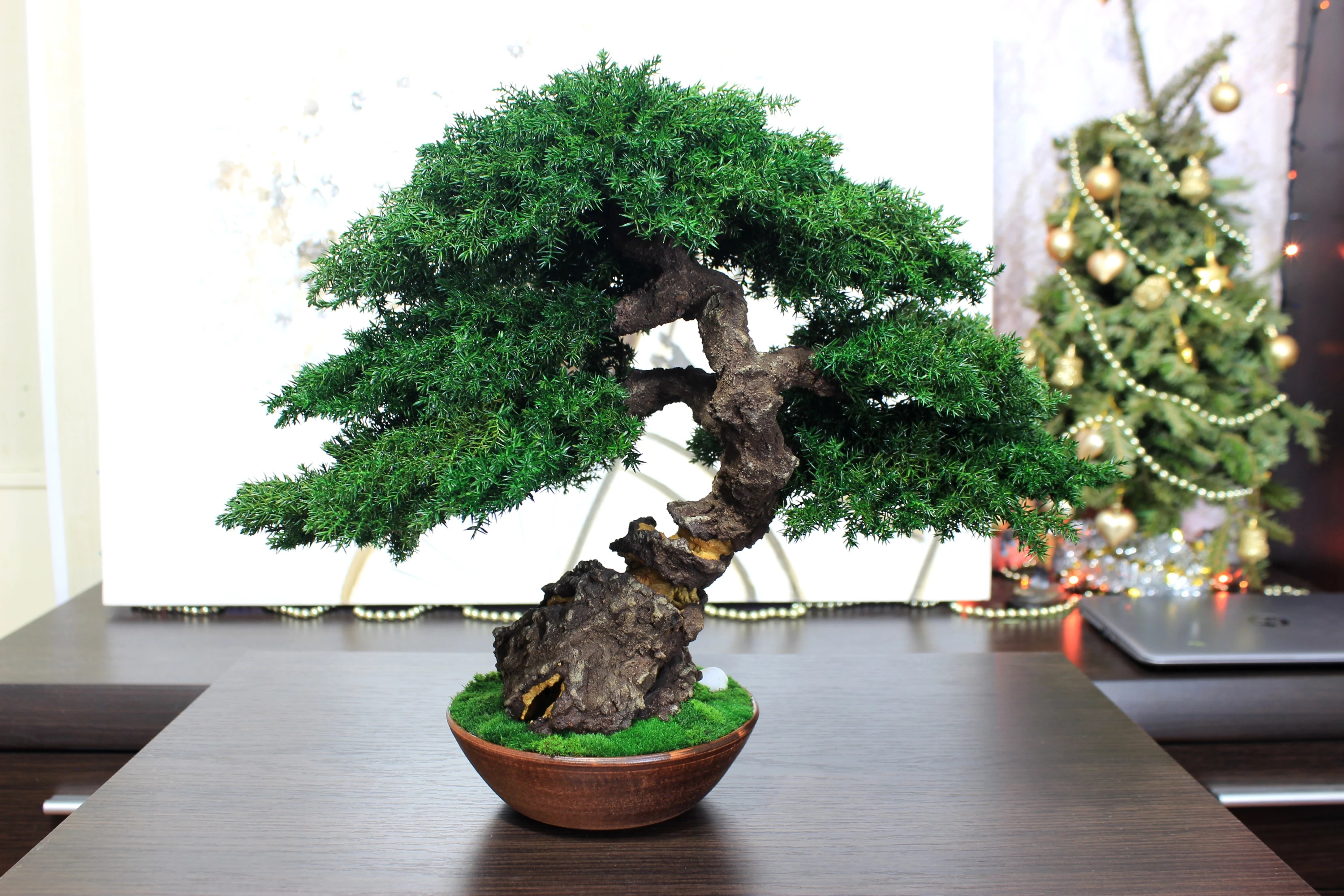 Preserved juniper bonsai, rear view