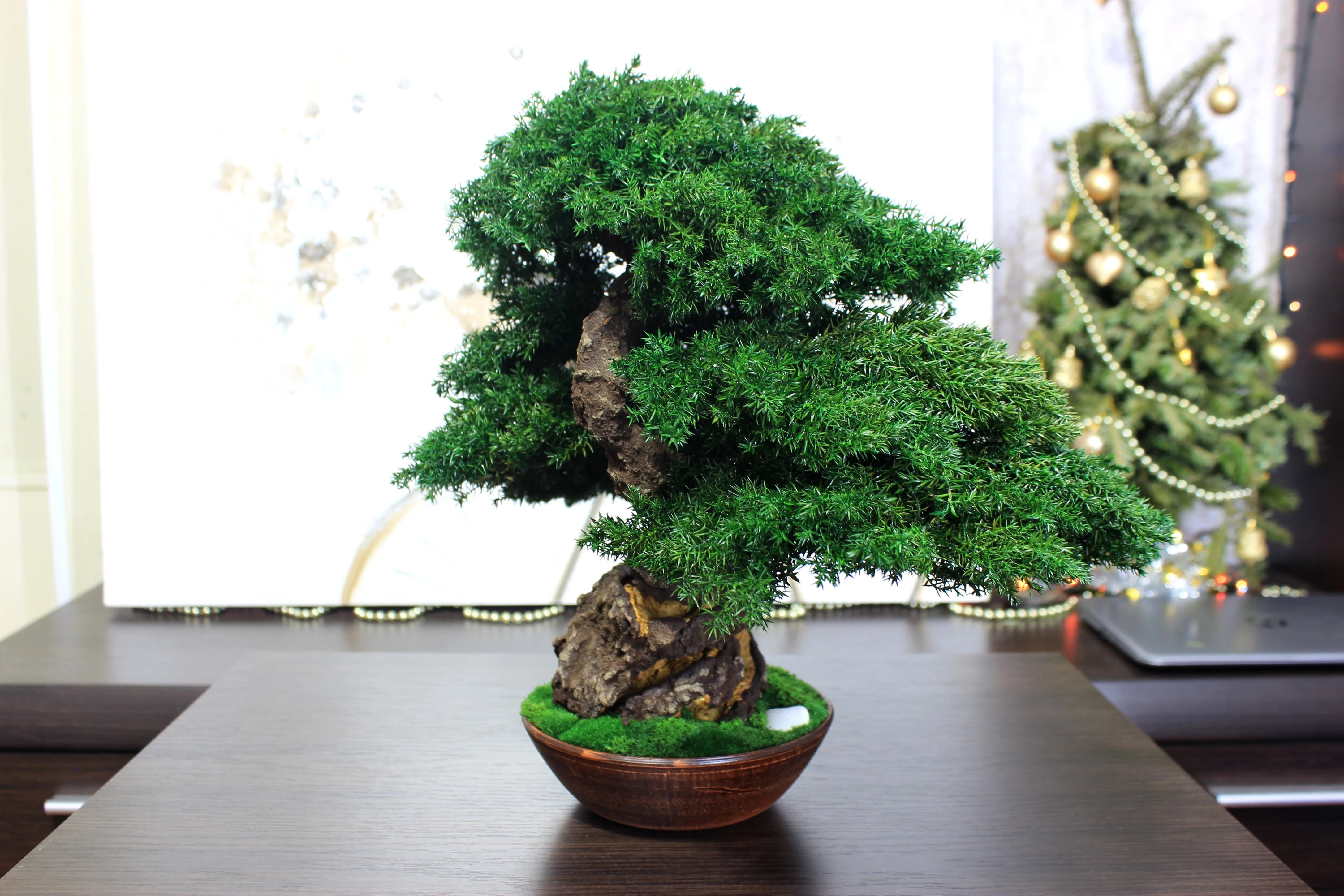 Juniper preserved bonsai tree side angle