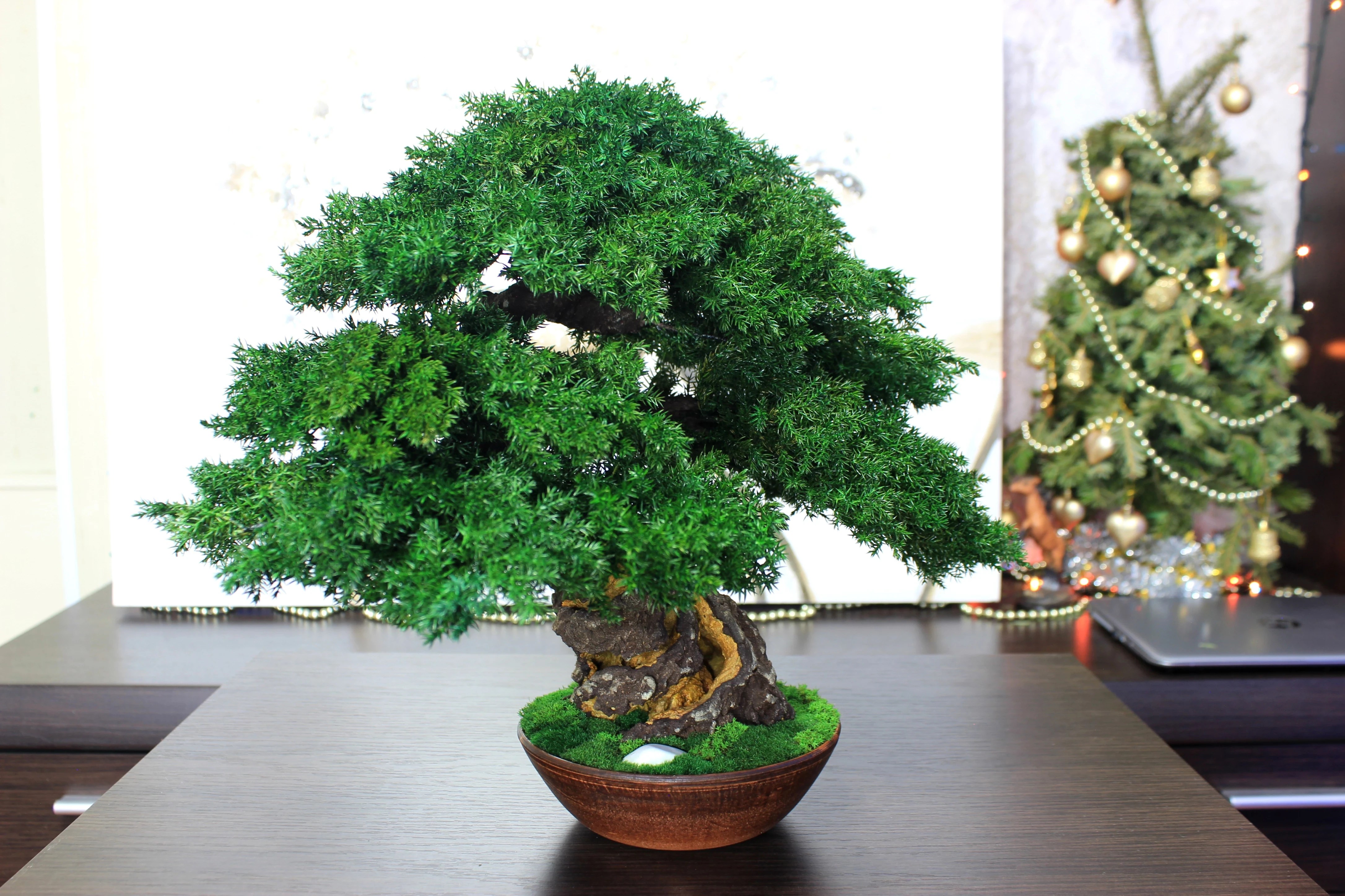 Juniper preserved bonsai tree side angle