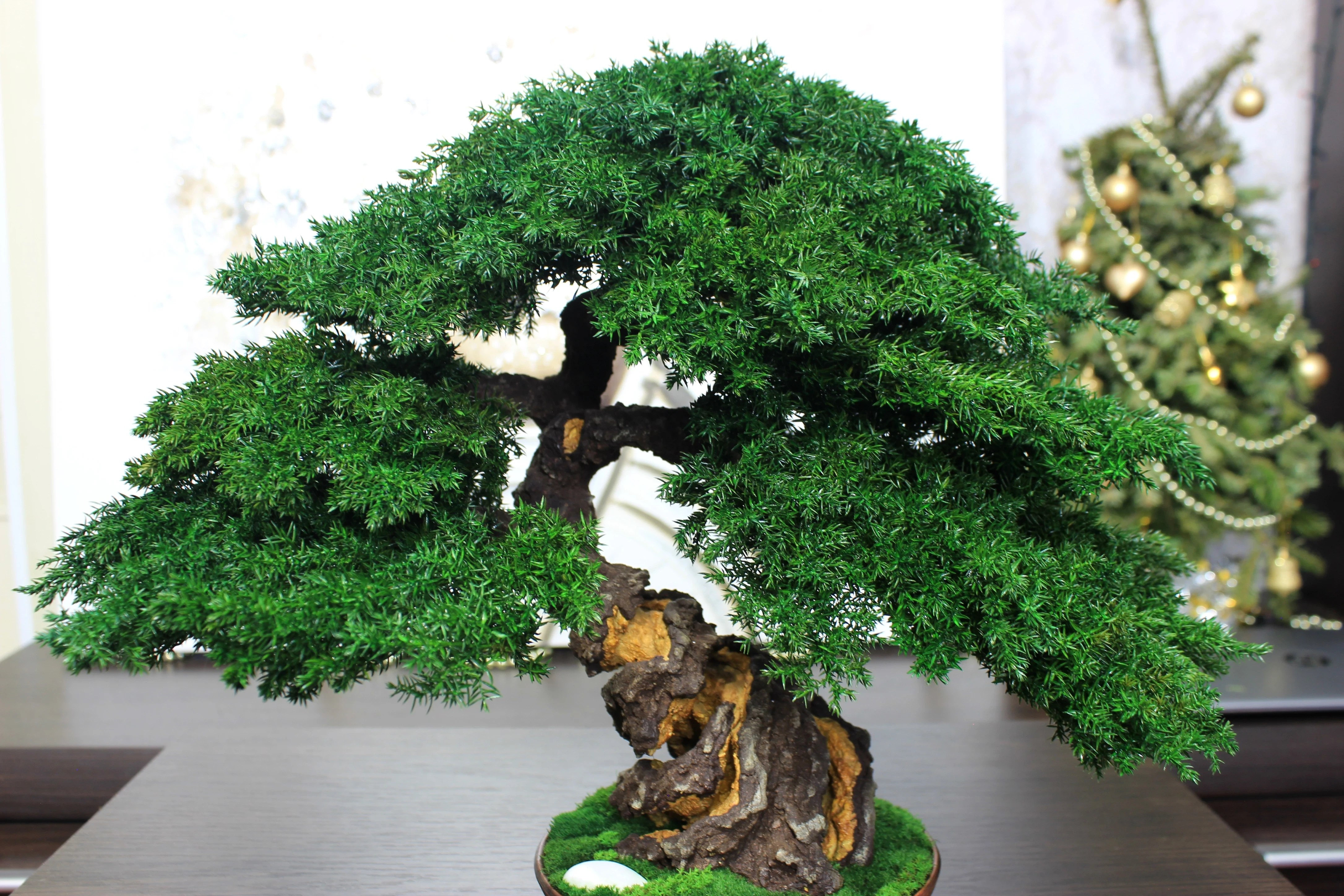 Juniper preserved bonsai tree side angle