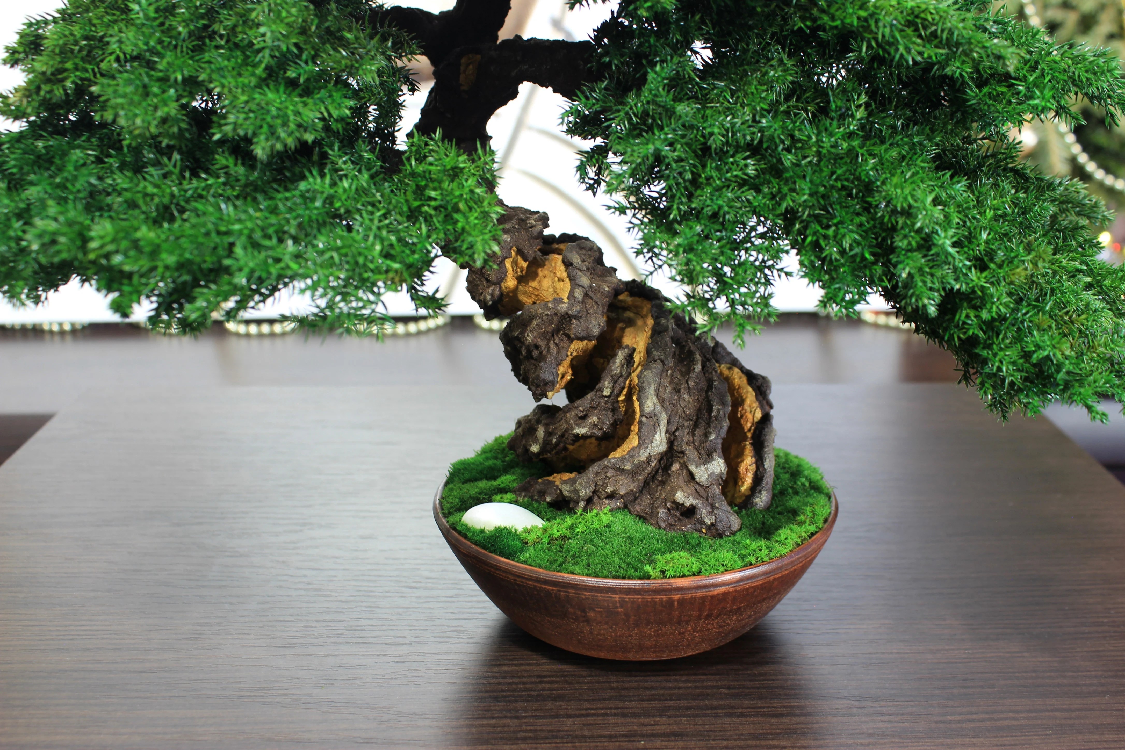 Juniper preserved bonsai tree moss detail