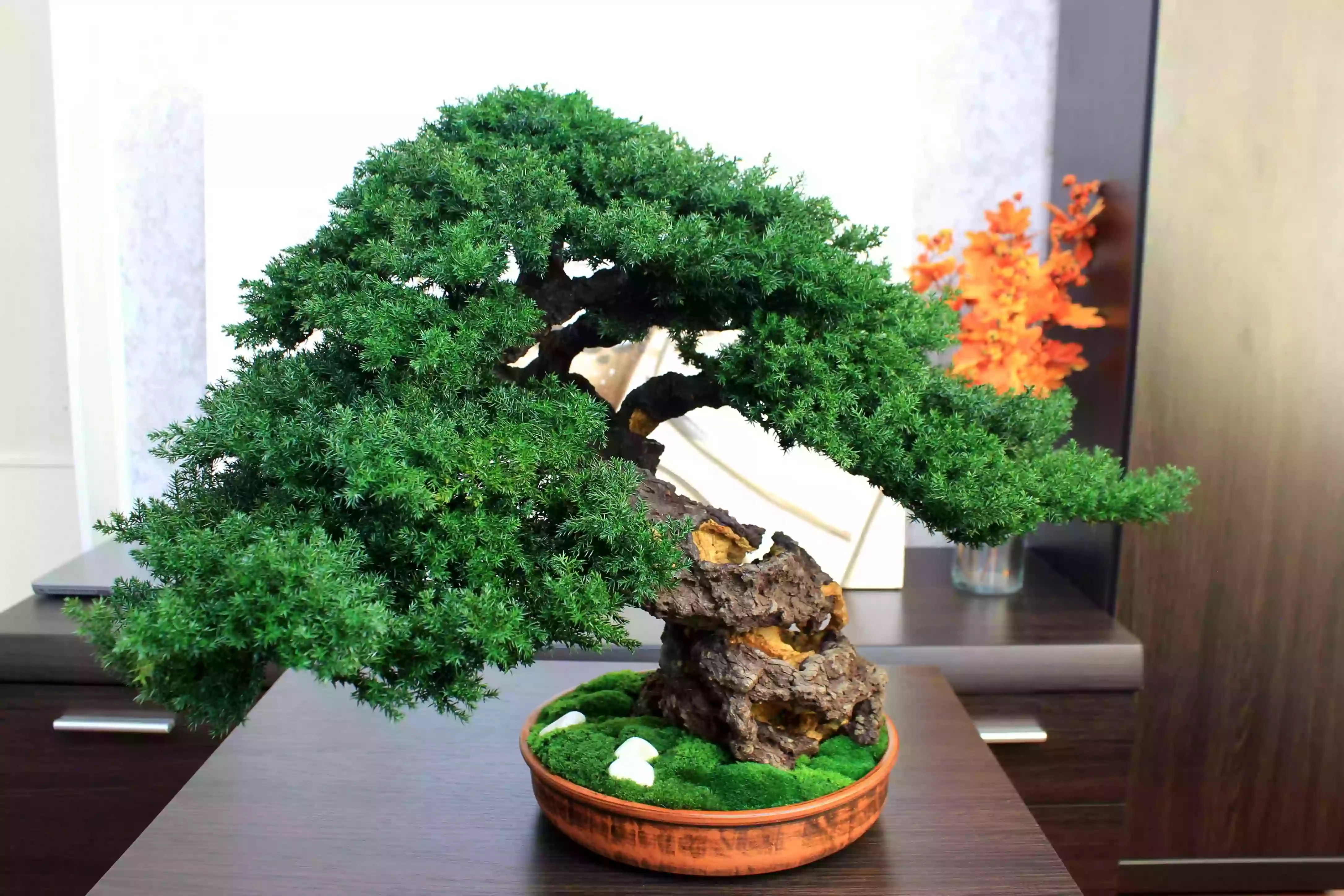 Juniper preserved bonsai tree side angle