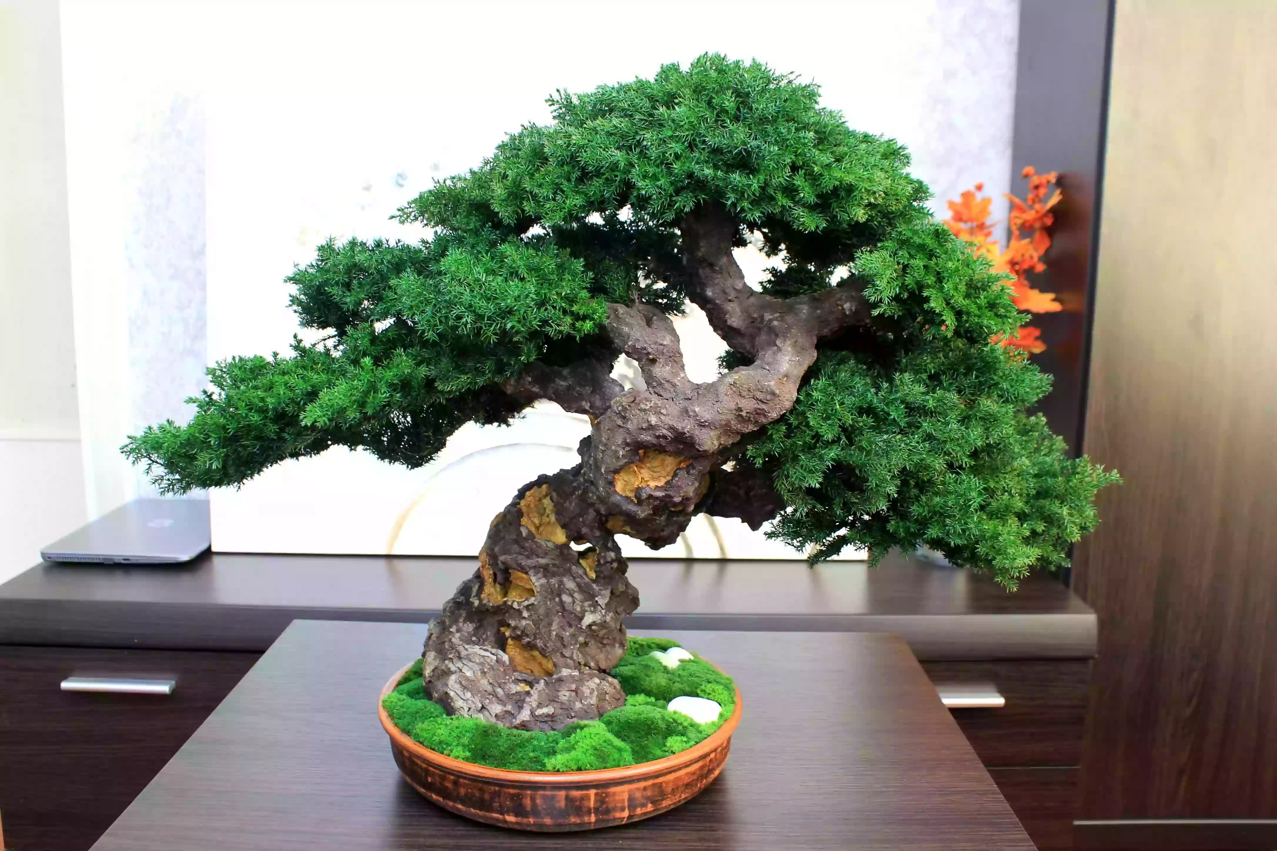 Preserved juniper bonsai, rear view