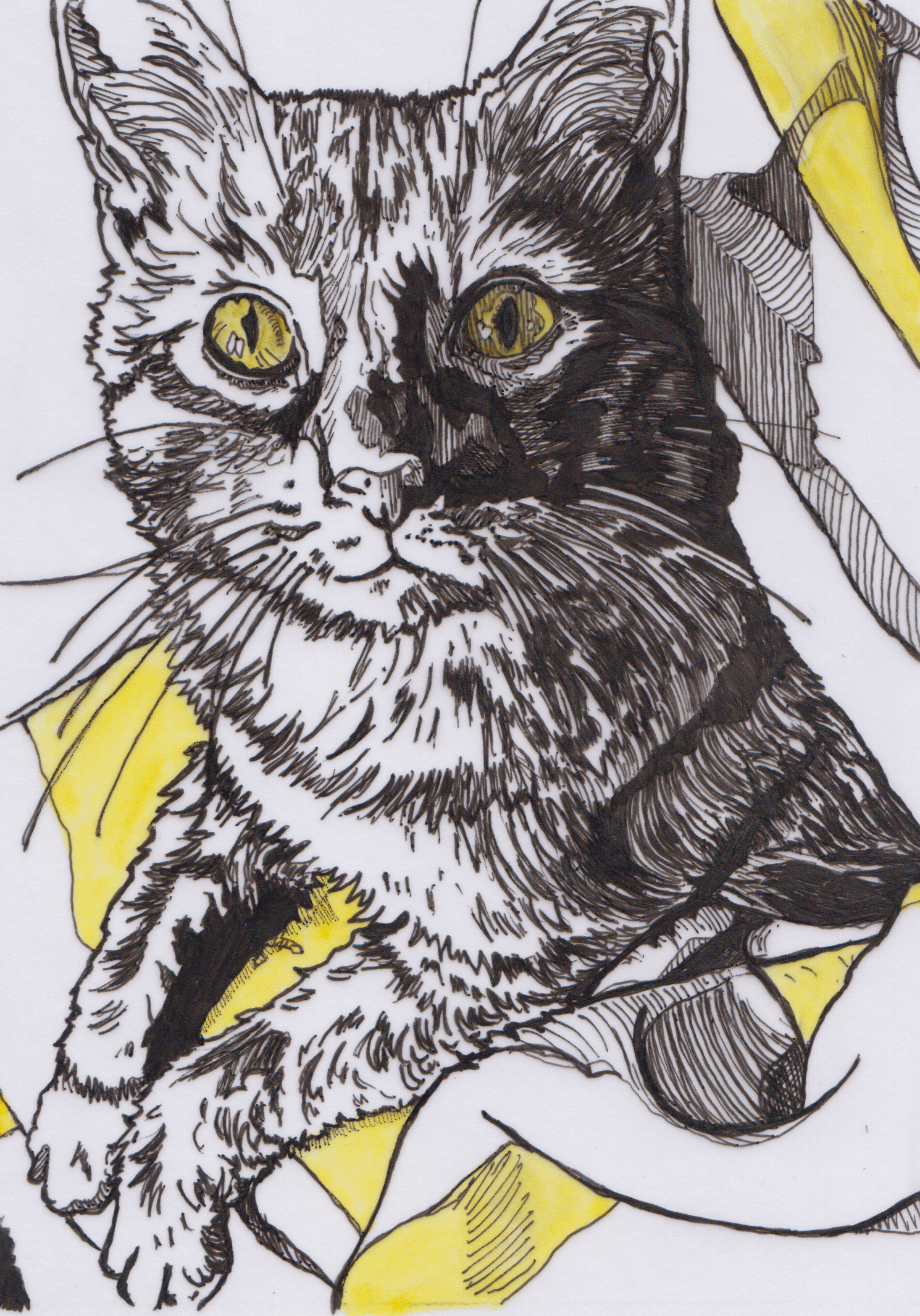 Cat done in black sharpie with yellow highlights on the eyes and blanket he's in