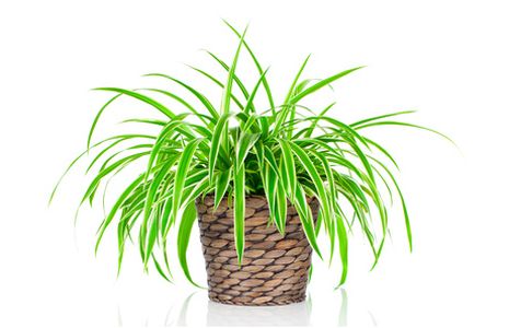 Chlorophytum isolated on white background