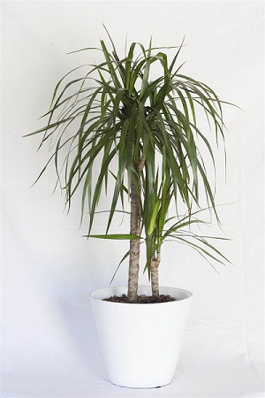 dracena