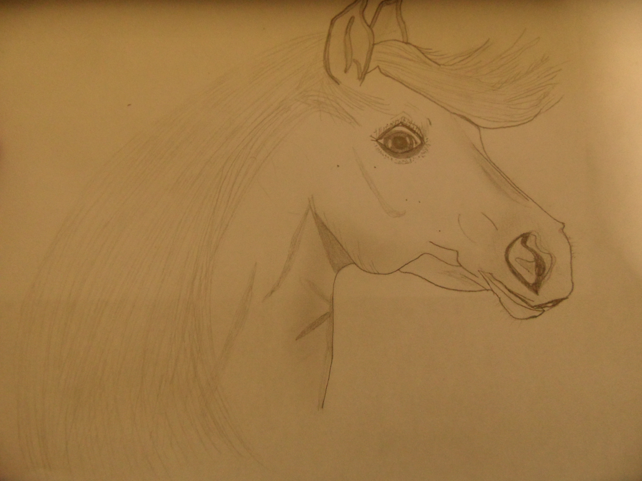 Caballo salvaje, 2012