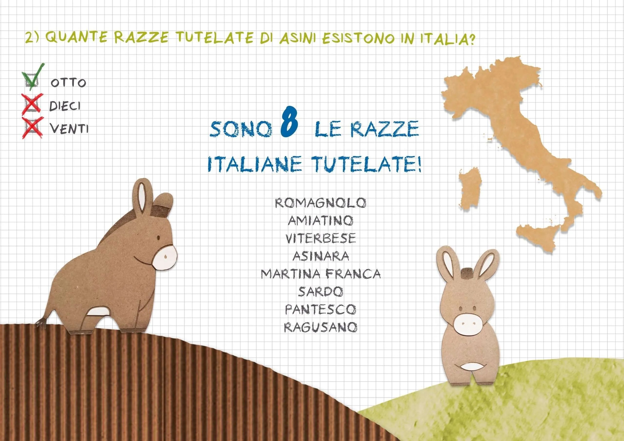 razze asini
