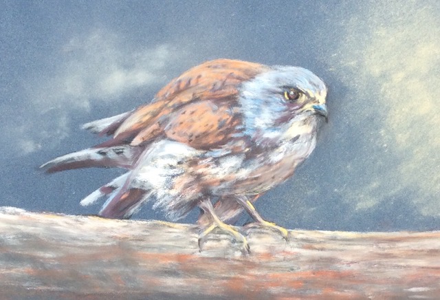 Kestrel painted in standing pose, using locally sourced pigments from Egremont, by Jenni Payne