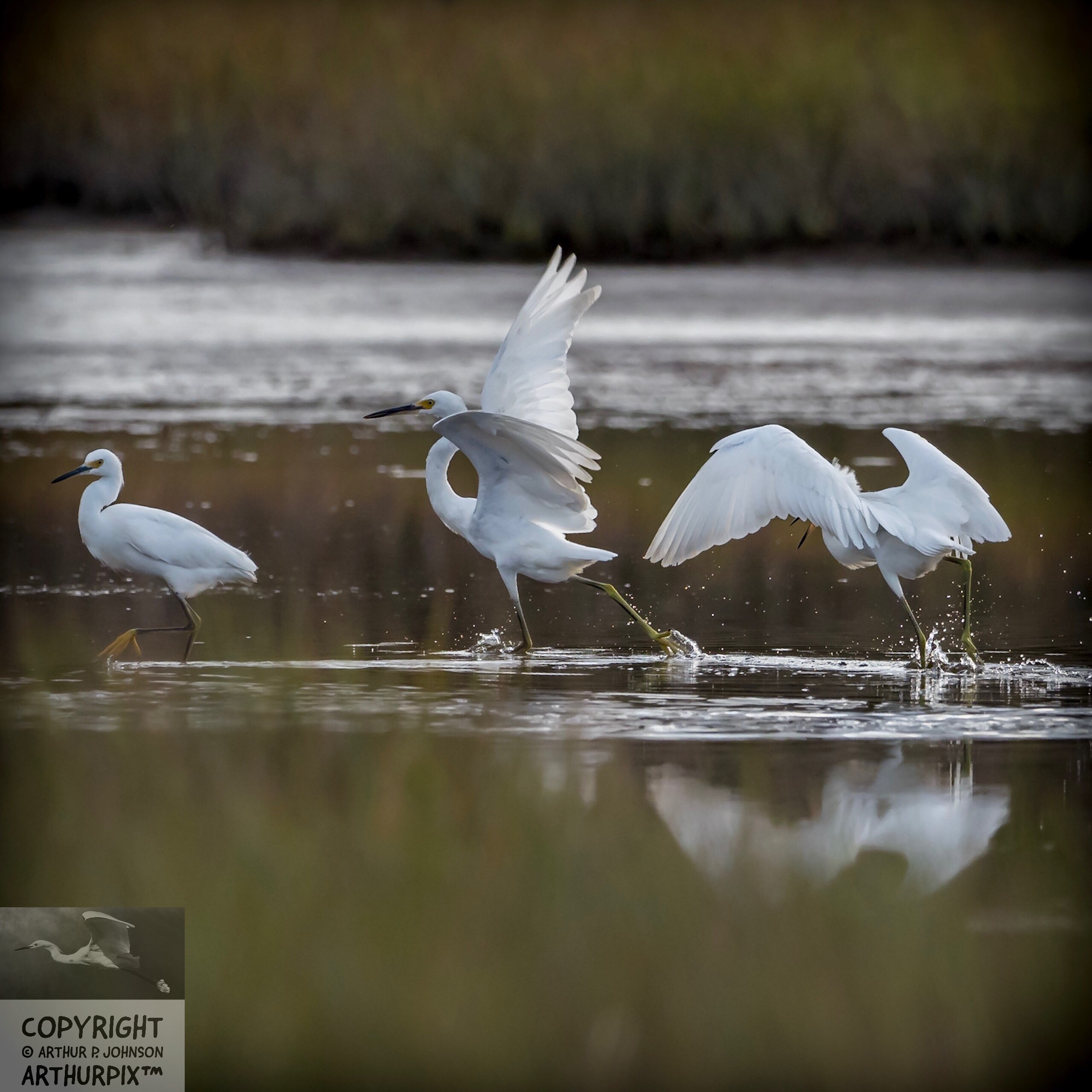 Edgar flaps his wings to gain speed, a maneuver I’ve often seen in Juvenile heron and mature Snowy Egrets.
