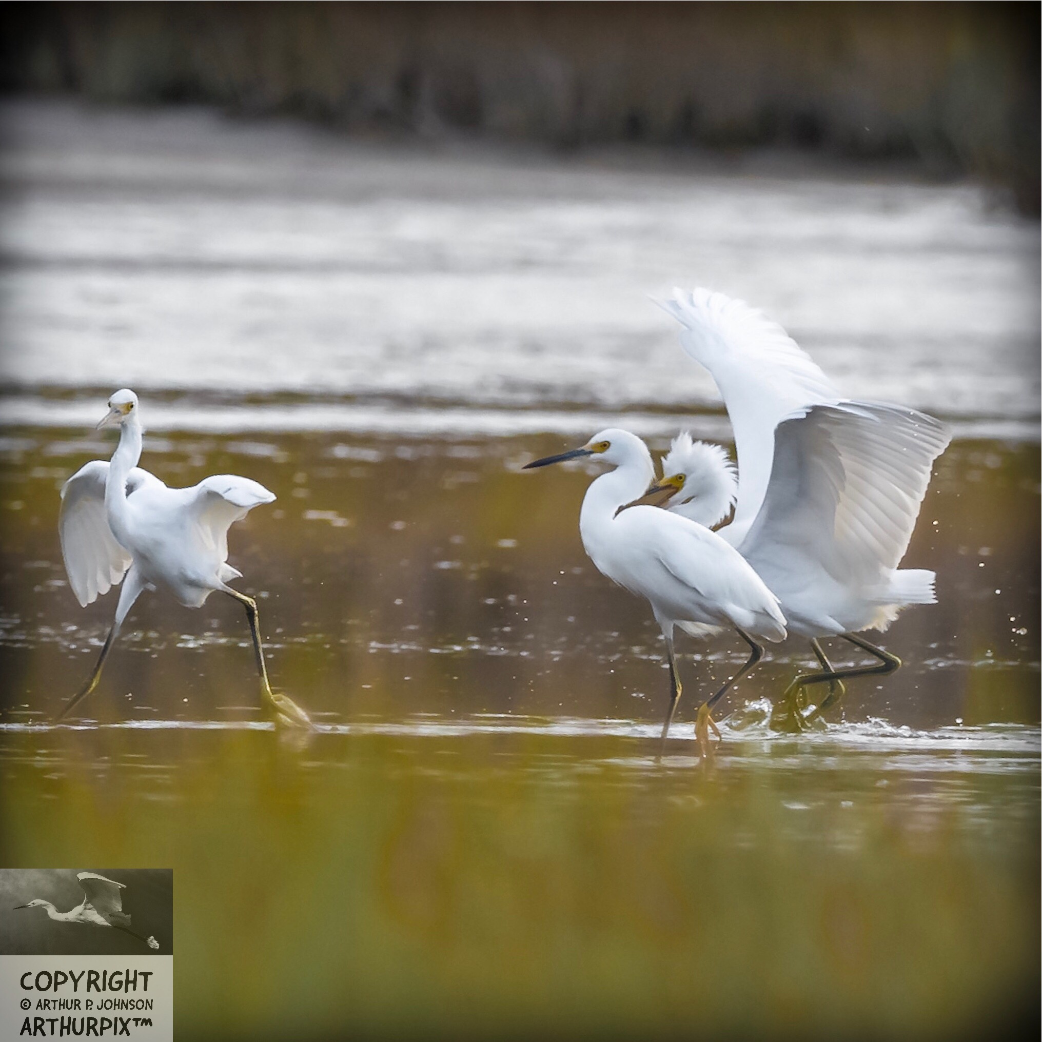 Edith, the lead Juvenile, halts. Her posture speaks for itself!