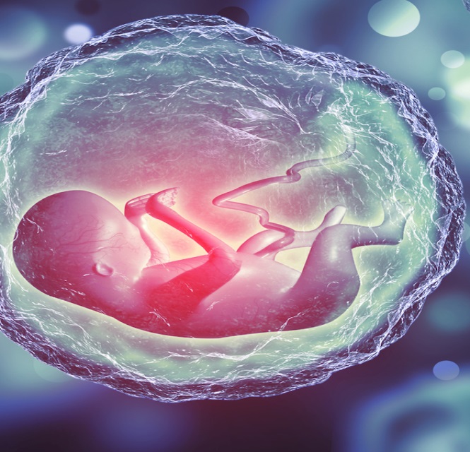 Revolutionary Method Harnesses Artificial Intelligence to Automatically Identify Embryonic Development Stages