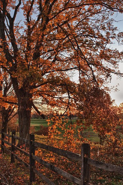 30+ Fall Wallpaper Ideas 1113