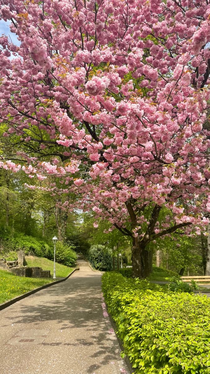 20+ Spring Aesthetic Pictures that Will Be Inspired 801