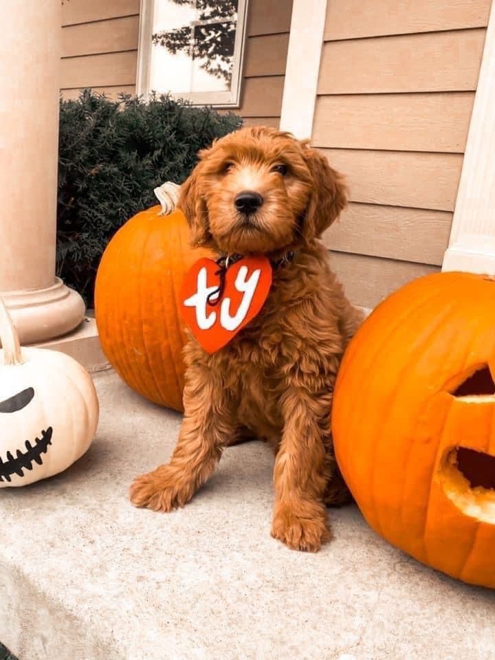 40+ Must See Halloween Dog Costume Ideas 77