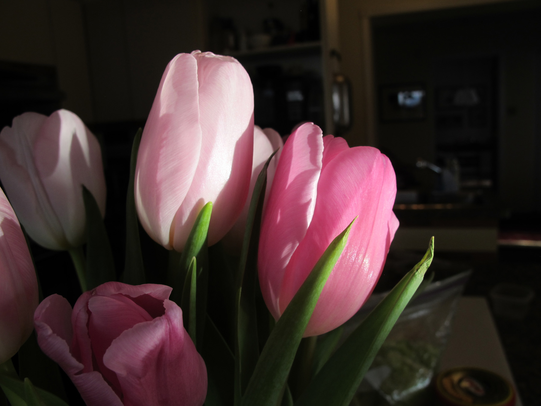 tulips