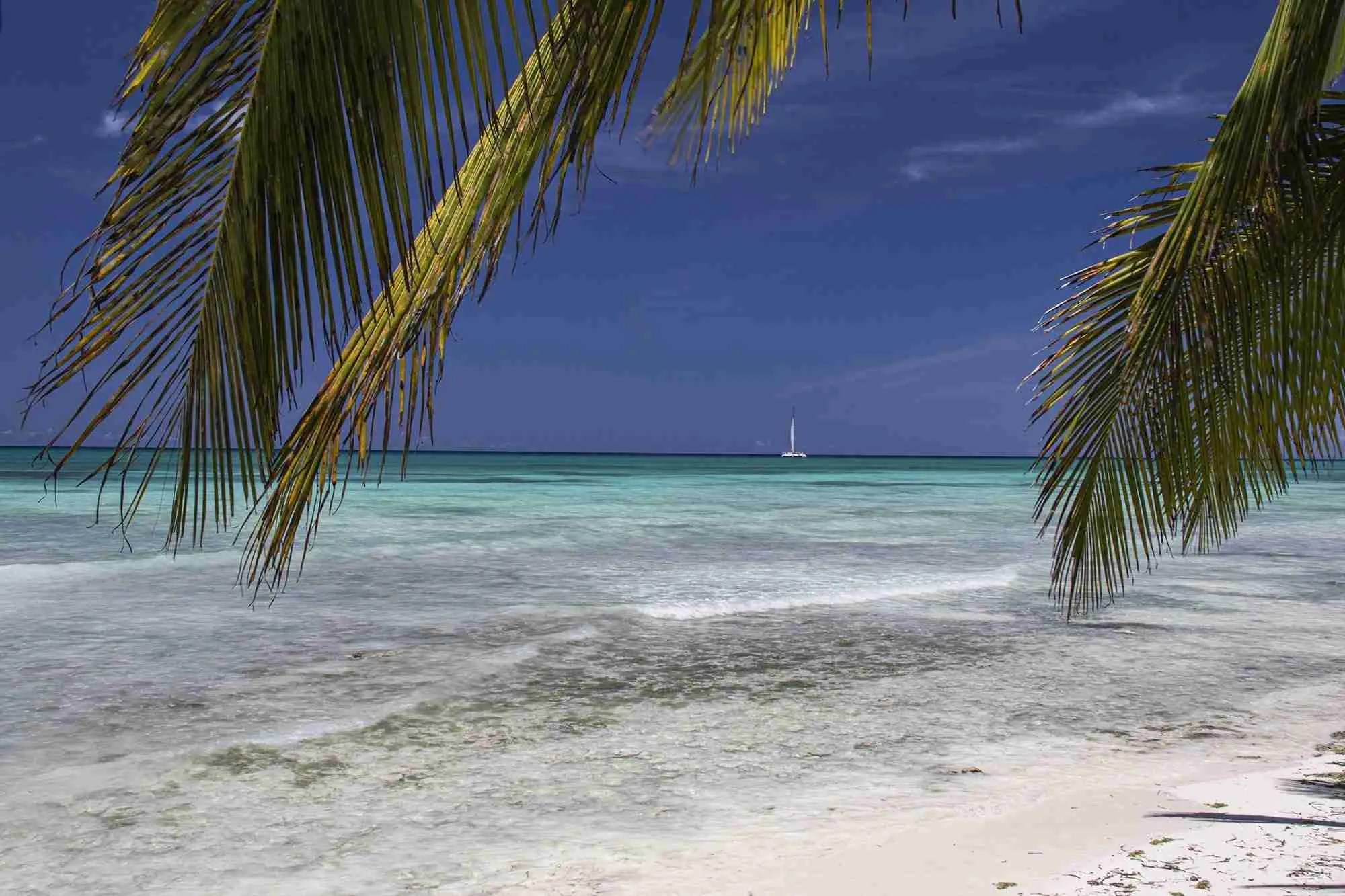 Photo Palm Frame taken in Saona island