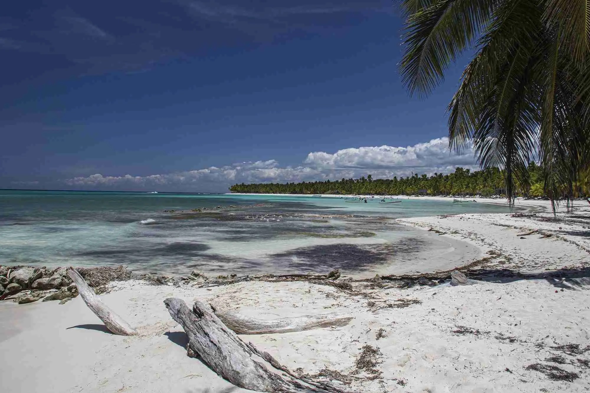 Photo Trunks taken in Saona island