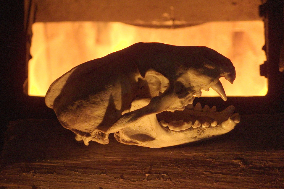 Dachsschadel Schadelknochen Lizenzfreies Bild 1776319 Bildagentur Panthermedia