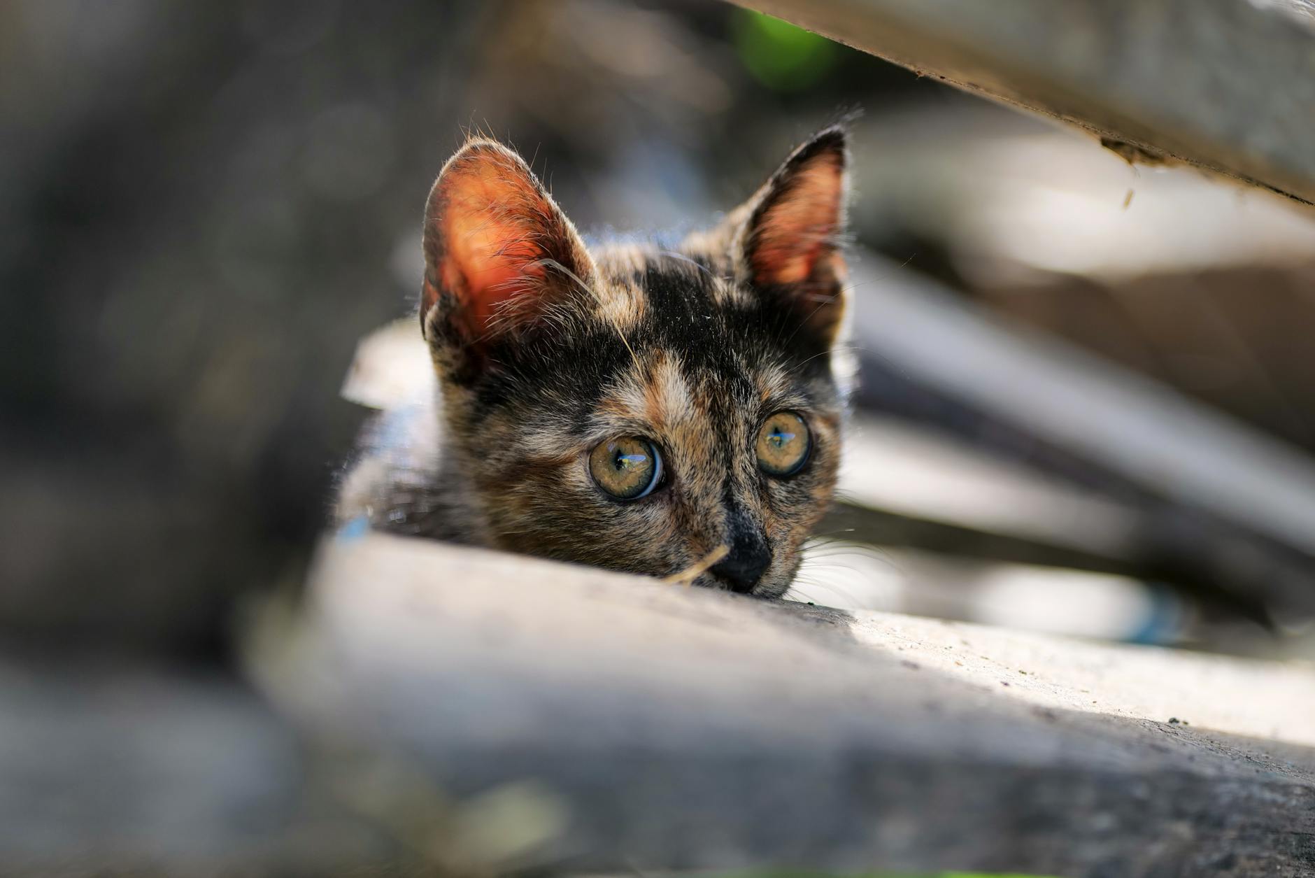 close up of kitten head