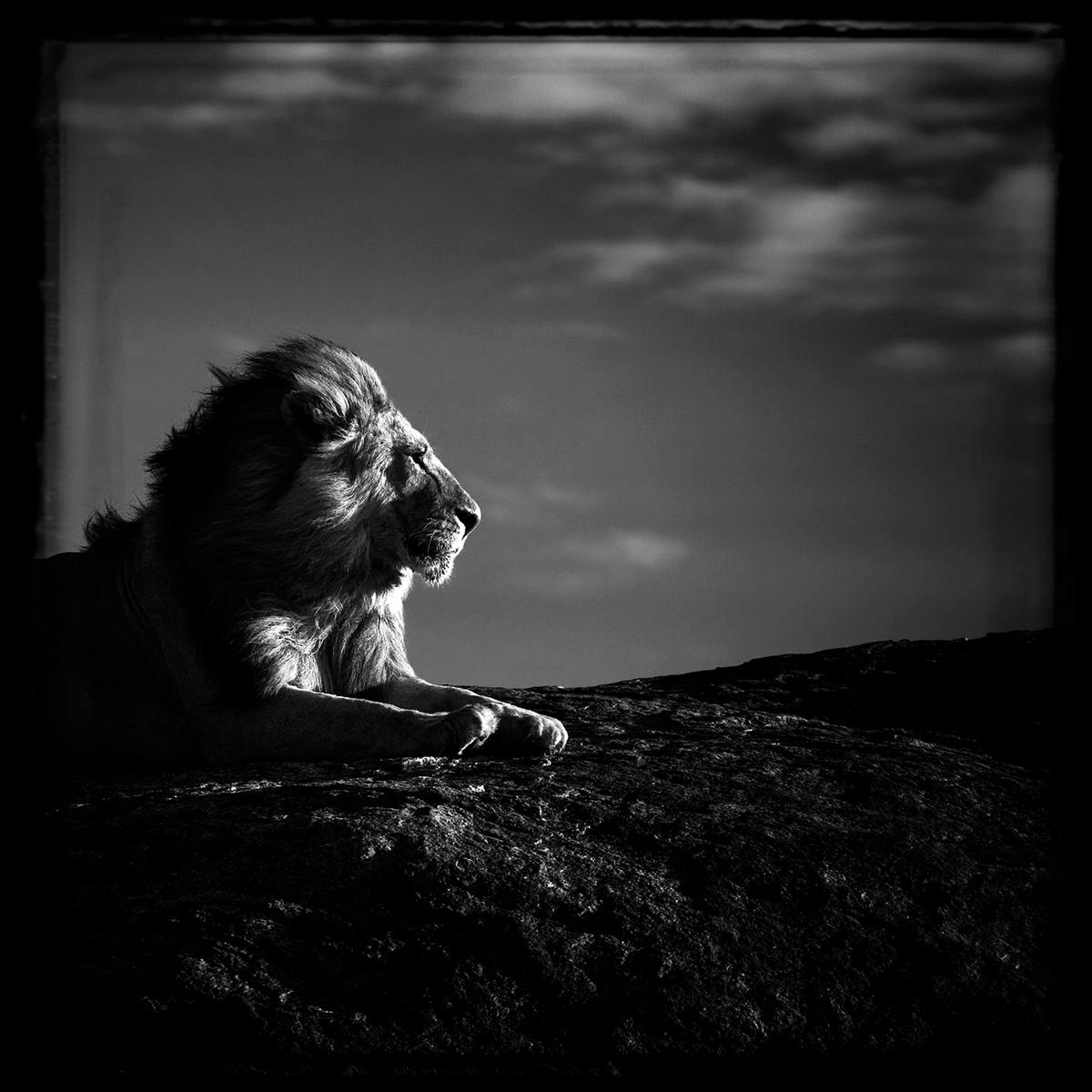 The Family Album of Wild Africa by Laurent Baheux - ArtPeople.Net