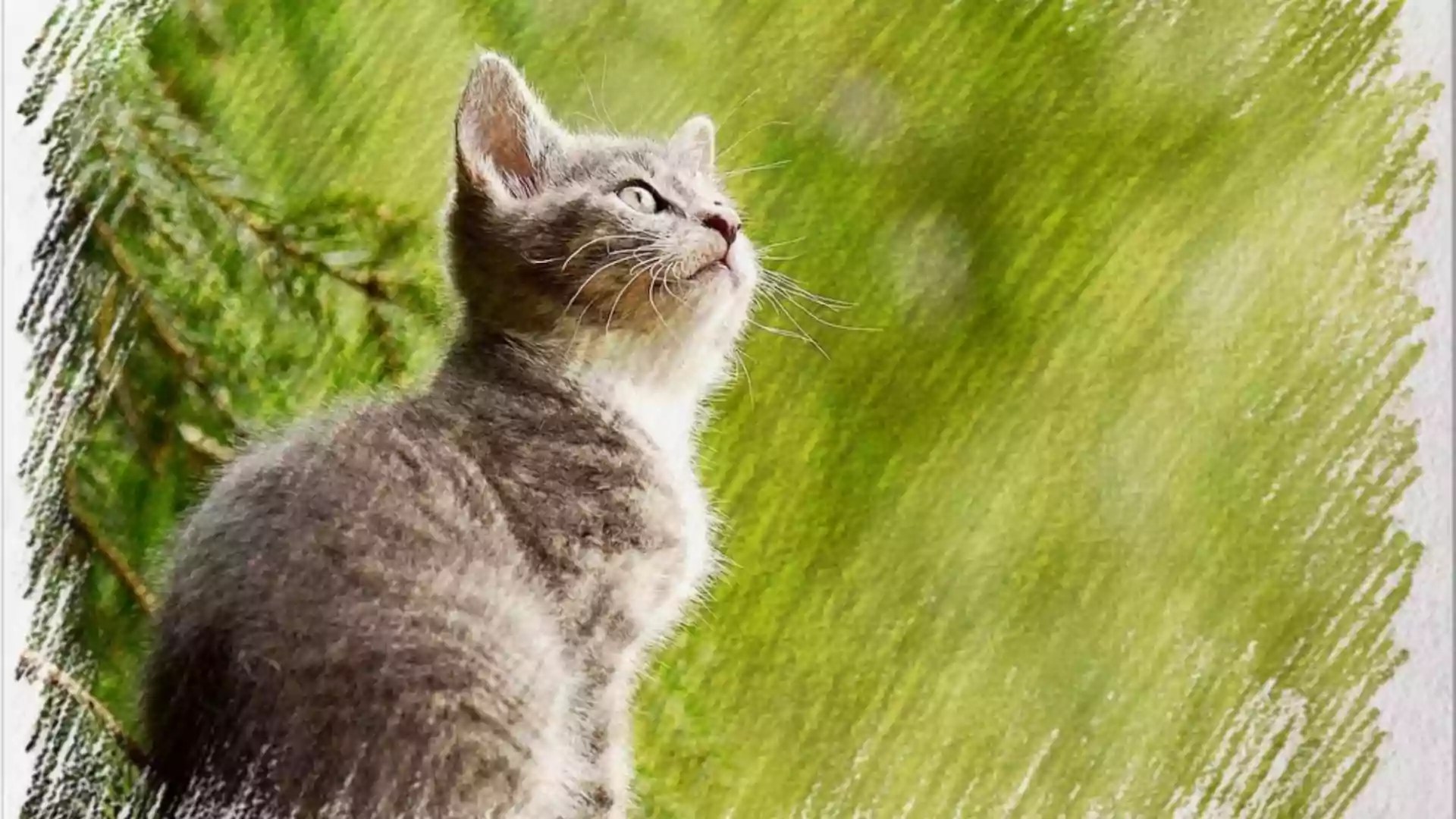 How to draw a cat
