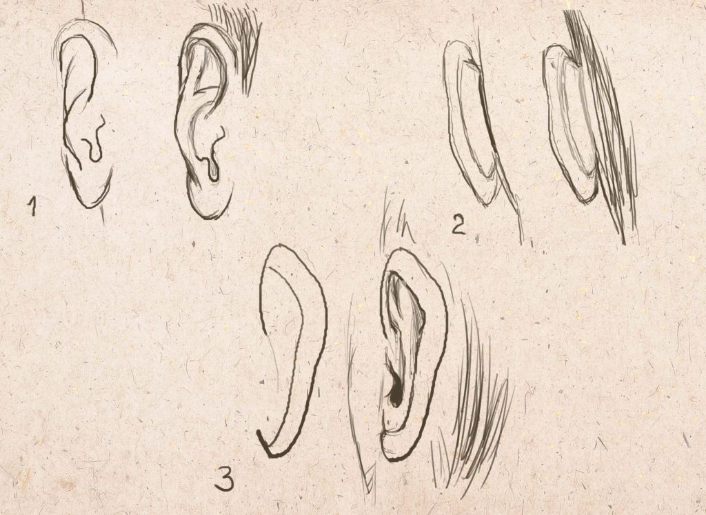 как рисовать уши человека