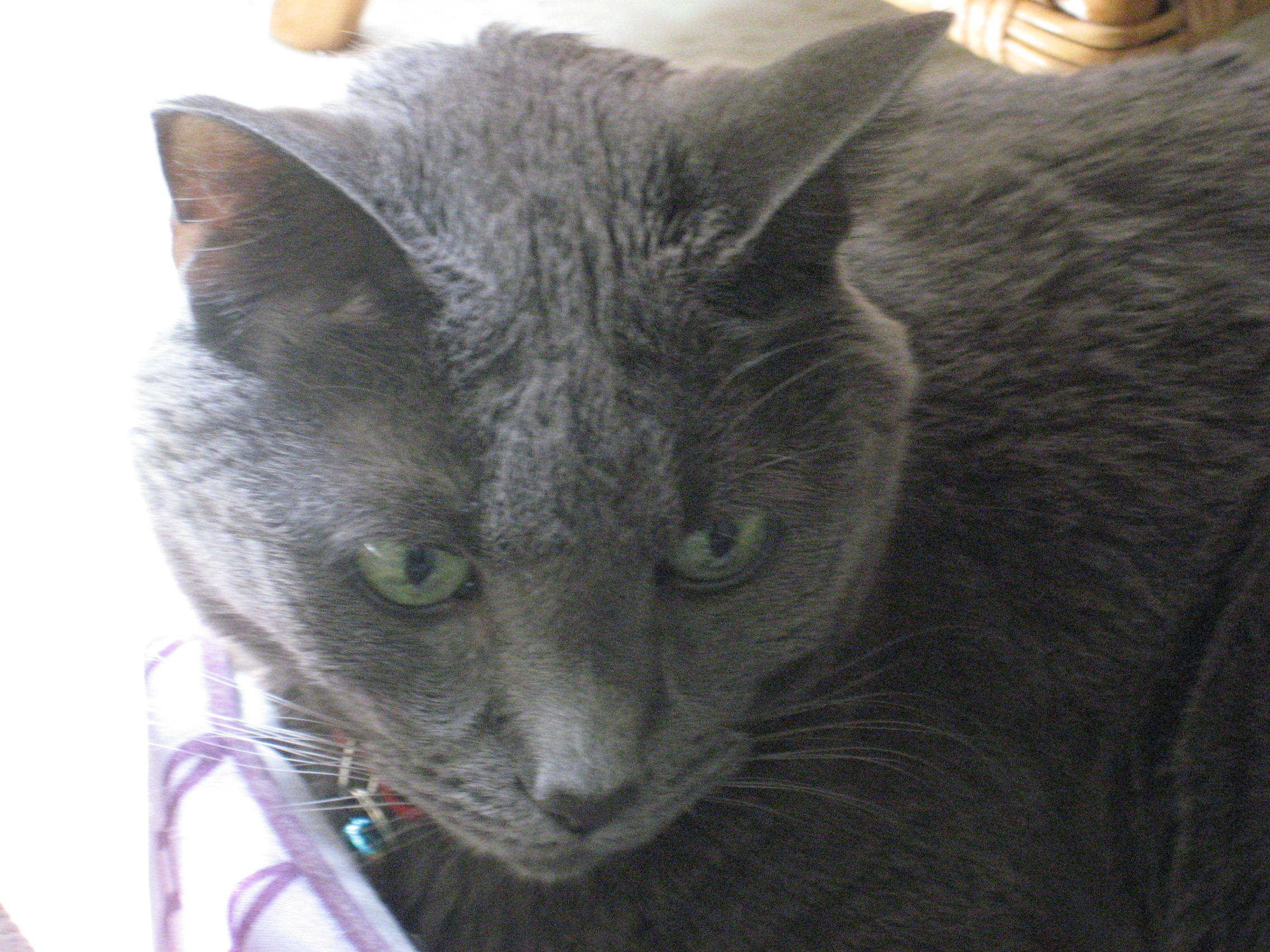 Merlin
