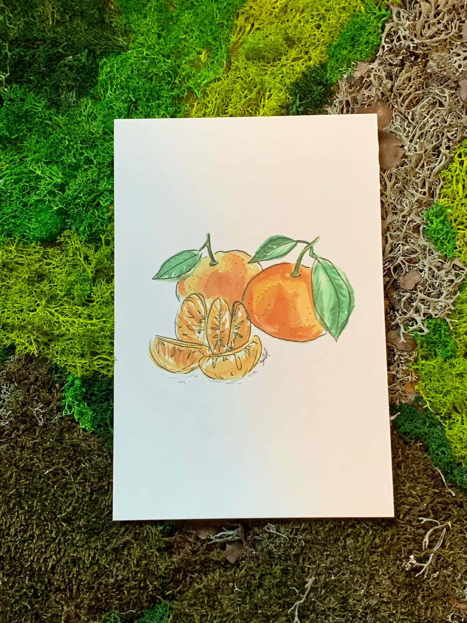 Mandarin pieces art print, watercolour botanical series