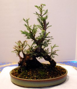 Redwood, Winter - Jan 2013