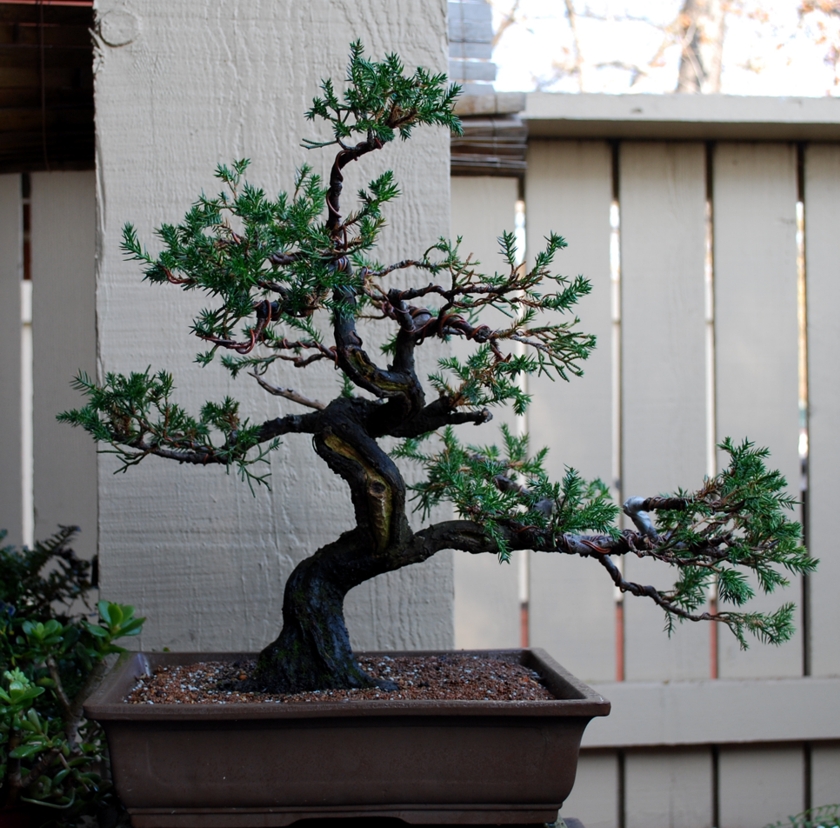 Juniper potting and styling