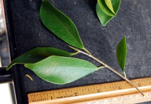 Ficus original leaf size